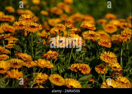 New Delhi, Delhi, Inde. 28th janvier 2023. Les fleurs fleurissent à l'Amrit Udyan, autrefois connu sous le nom de Mughal Gardens of the Indian Presidential Palace ou Rashtrapati Bhawan à New Delhi. (Credit image: © Kabir Jhangiani/ZUMA Press Wire) USAGE ÉDITORIAL SEULEMENT! Non destiné À un usage commercial ! Banque D'Images