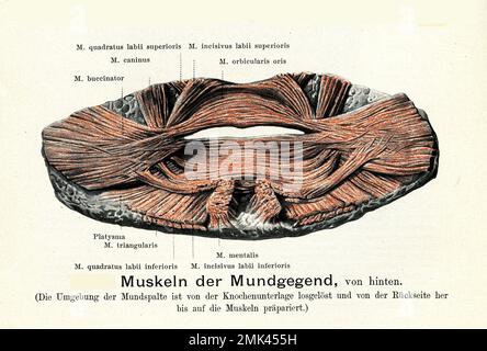 Illustration ancienne de l'anatomie, des muscles de la bouche vue interne avec des descriptions anatomiques allemandes Banque D'Images