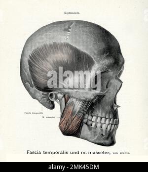 Illustration ancienne du fascia temporal et du muscle massant de la droite, avec des descriptions anatomiques allemandes Banque D'Images