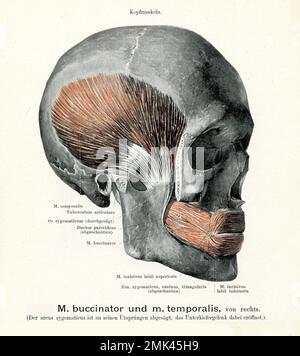 Illustration ancienne du buccinateur et du muscle temporal à partir de la droite, avec des descriptions anatomiques allemandes Banque D'Images