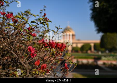 New Delhi, Delhi, Inde. 28th janvier 2023. Les fleurs fleurissent à l'Amrit Udyan, autrefois connu sous le nom de Mughal Gardens of the Indian Presidential Palace ou Rashtrapati Bhawan à New Delhi. (Credit image: © Kabir Jhangiani/ZUMA Press Wire) USAGE ÉDITORIAL SEULEMENT! Non destiné À un usage commercial ! Banque D'Images
