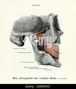 Illustration vintage du muscle ptérygoïde latéral et de la mandibule à partir de la droite, avec des descriptions anatomiques allemandes Banque D'Images