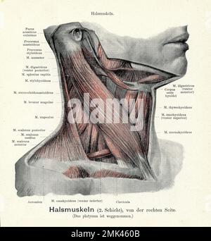 Illustration vintage de la couche de musculature de la gorge 2nd de droite, avec des descriptions anatomiques allemandes Banque D'Images