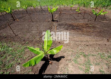 Jeune pépinière d'arbres Banana en Afrique, mettant en valeur la croissance et le potentiel de la culture de base de la région Banque D'Images