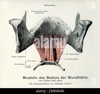 Illustration ancienne du fond de la cavité buccale par l'arrière-dessus, avec descriptions anatomiques allemandes Banque D'Images