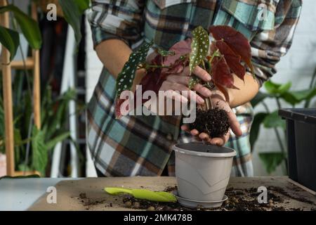 Transplantation d'une plante d'origine Begonia maculata dans un pot avec un visage. Une femme plante une tige avec des racines dans un nouveau sol. Prendre soin d'une plante en pot, les mains Banque D'Images