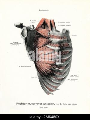 Illustration ancienne de l'anatomie, muscle droit serratus antérieur reliant la scapula aux côtes, avec descriptions anatomiques allemandes Banque D'Images