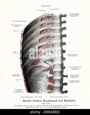 Illustration ancienne de l'anatomie de la paroi thoracique avec fascia lumbodorsal, vue postérieure droite de la musculature, avec descriptions anatomiques allemandes Banque D'Images