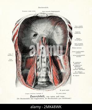 Illustration ancienne de l'anatomie du diaphragme thoracique et des muscles squelettiques internes, avec descriptions anatomiques allemandes Banque D'Images