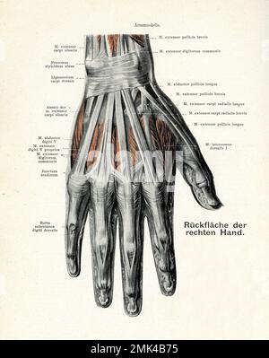 Illustration ancienne de l'anatomie : musculature dorsale de la main droite, avec descriptions anatomiques allemandes Banque D'Images