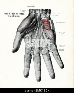 Illustration ancienne de l'anatomie des muscles Fascie et interossei, paume droite avec descriptions anatomiques allemandes Banque D'Images