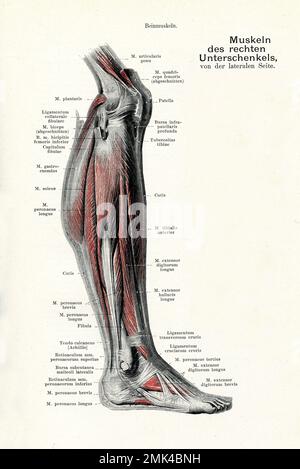 Illustration ancienne de l'anatomie musculature de la vue latérale de la jambe inférieure, avec des descriptions anatomiques allemandes Banque D'Images