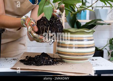 Une bosse de terre d'une plante en pot avec des racines saines. Transplantation et entretien d'une plante, d'un rhizome, d'une pourriture racinaire Banque D'Images