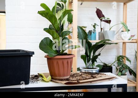 Transplantation d'une plante d'origine Ficus lyrata dans un nouveau pot. Une femme plante dans un nouveau sol. Soin et reproduction d'une plante en pot, les mains en gros plan Banque D'Images