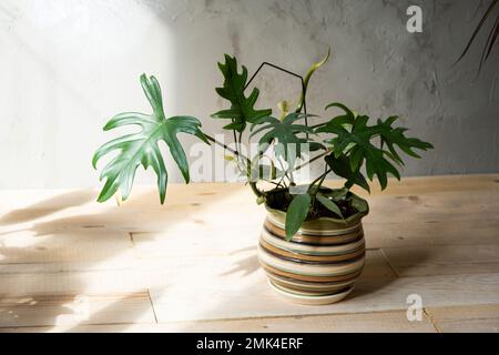 La mayonnaise de Philodendron à l'intérieur de la maison. Feuilles sculptées d'une maison dans une casserole. Soin et culture de plantes tropicales, maison verte Banque D'Images