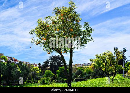Des oranges mûres sur l'arbre dans le parc de Retama, avec Alcalá de Guadaira en arrière-plan, Séville Banque D'Images