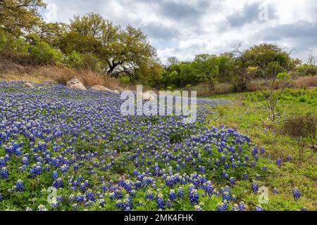 Fleurs sauvages du Texas jaune et bleu Banque D'Images