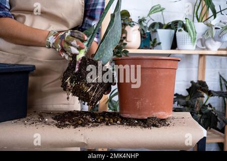 Une bosse de terre d'une plante en pot avec des racines saines. Transplantation et entretien d'une plante, d'un rhizome, d'une pourriture racinaire Banque D'Images