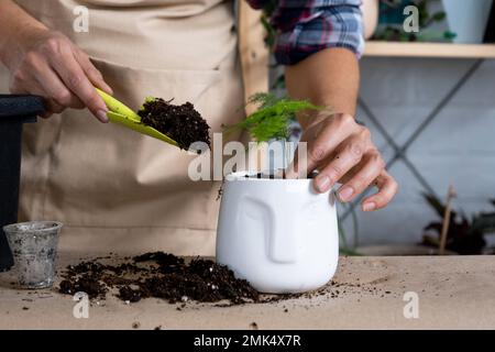 Transplantant une plante d'asperge dans un pot avec un visage. Une femme plante une tige avec des racines dans un nouveau sol. Prendre soin d'une plante en pot, mains proches-u Banque D'Images