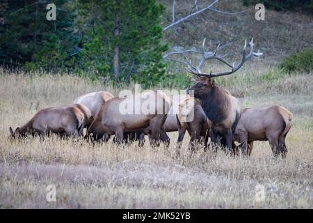 Wapiti et vaches de taureau des montagnes Rocheuses Banque D'Images