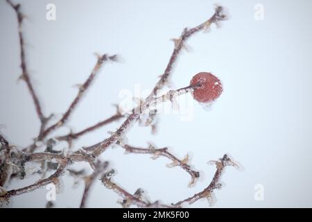 Brindilles congelées et baies rouges de roses sauvages en Sicile, parc national de l'Etna, Italie Banque D'Images