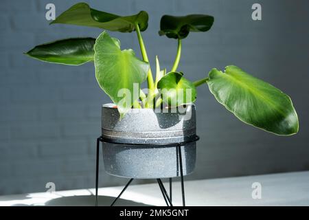 Philodendron rugosum gros plan à l'intérieur. Culture de la maison et entretien de la plante intérieure Banque D'Images