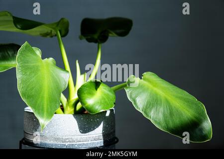 Philodendron rugosum gros plan à l'intérieur. Culture de la maison et entretien de la plante intérieure Banque D'Images