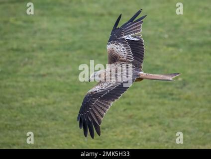 Un cerf-volant rouge spectaculaire ( Milvus milvus ) en action . Pris en vol , à travers un pré à Suffolk, Royaume-Uni Banque D'Images