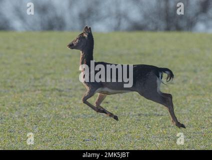 Un cerf-laque adulte qui traverse la culture agricole, se lève à tous les pieds du sol et montre sa dressage se déplace Un matin gelé. Suffolk Royaume-Uni. Banque D'Images