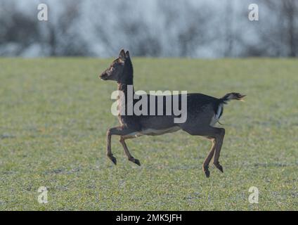 Un cerf-laque adulte qui traverse la culture agricole, se lève à tous les pieds du sol et montre sa dressage se déplace Un matin gelé. Suffolk Royaume-Uni. Banque D'Images