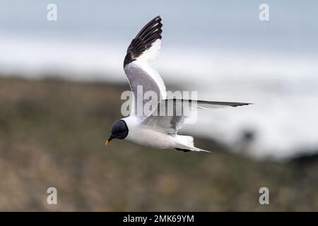 La guette de Sabine (Xema sabini), oiseau adulte en pleine reproduction, une rareté à la réserve naturelle de Southmoor, Langstone Harbour, Hampshire, Angleterre, Royaume-Uni Banque D'Images