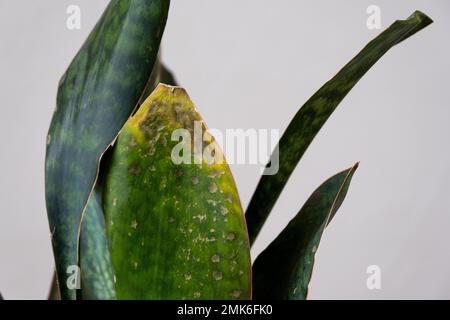 Problèmes de croissance de sansevieria, champignon sur les feuilles, infection, feuilles jaunes, pourriture des racines. Sauvetage de plantes, traitement de maladies de plantes en pots. Banque D'Images