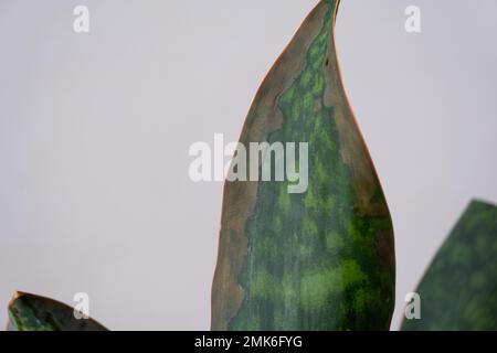 Problèmes de croissance de sansevieria, champignon sur les feuilles, infection, feuilles jaunes, pourriture des racines. Sauvetage de plantes, traitement de maladies de plantes en pots. Banque D'Images