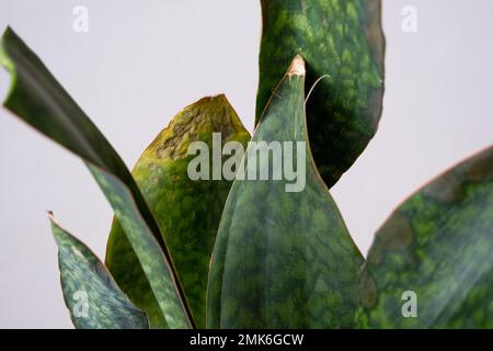 Problèmes de croissance de sansevieria, champignon sur les feuilles, infection, feuilles jaunes, pourriture des racines. Sauvetage de plantes, traitement de maladies de plantes en pots. Banque D'Images