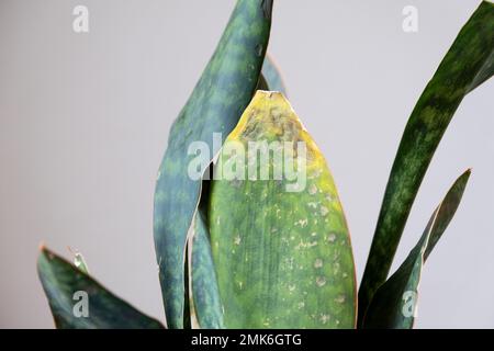 Problèmes de croissance de sansevieria, champignon sur les feuilles, infection, feuilles jaunes, pourriture des racines. Sauvetage de plantes, traitement de maladies de plantes en pots. Banque D'Images