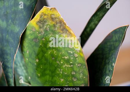 Problèmes de croissance de sansevieria, champignon sur les feuilles, infection, feuilles jaunes, pourriture des racines. Sauvetage de plantes, traitement de maladies de plantes en pots. Banque D'Images