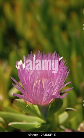 Karkalla en fleurs. Fleur de Karkalla. Carpobrotus rossii. Fleur pourpre. Plante succulente de couvert végétal Banque D'Images