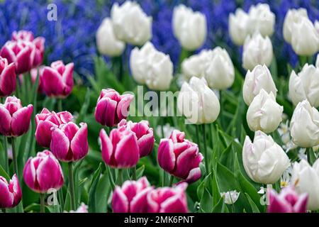 Lit de tulipes (Tulipa), rouge foncé et blanc, jardin de Keukenhof, Lisse, Bollenstreek, Hollande du Sud, Pays-Bas Banque D'Images