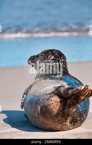 Phoque sans terre (Phocidae) situé sur la plage, vue sur la mer, vue de derrière, dune, île Helgoland, Schleswig-Holstein, Allemagne Banque D'Images