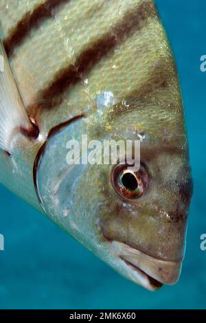 Gros plan de la tête de la grande rame blanche (Diplodus sargus), Atlantique est, Fuerteventura, Îles Canaries, Espagne Banque D'Images