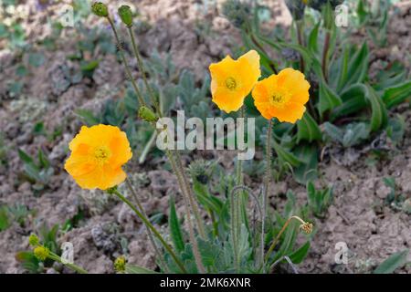 Tian Shan Poppy (glaucium flavum), Tian Shan Mountains, région de Naryn, Kirghizistan Banque D'Images