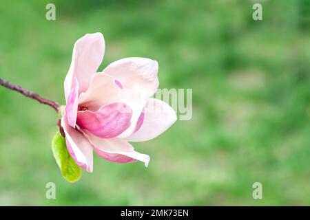 La fleur de magnolia fleurit sur fond vert naturel flou. Mise au point sélective. Banque D'Images