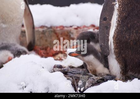 Gros plan des écloseries de pingouins avec des parents en Antarctique Banque D'Images