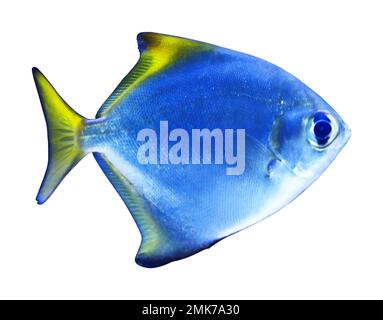 Magnifique poisson poney argenté sur fond blanc Banque D'Images