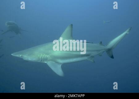 Requin noir (Carcharhinus limbatus), site de plongée de Protea Banks, Margate, KwaZulu Natal, Afrique du Sud Banque D'Images