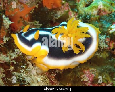 Escargot d'Afrique (Chromodoris africana), site de plongée du parc national de la baie de Sodwana, réserve marine de Maputaland, KwaZulu Natal, Afrique du Sud Banque D'Images