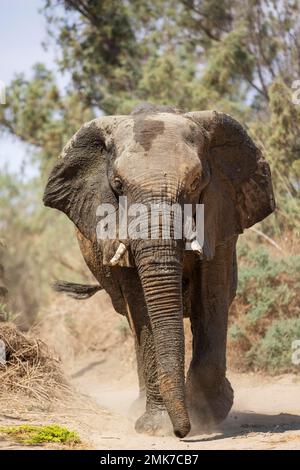 Éléphant d'Afrique (Loxodonta africana), dit éléphant du désert, taureau dans le lit sec du fleuve Ugab, Damaraland, Namibie Banque D'Images