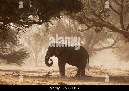 L'éléphant d'Afrique (Loxodonta africana), ce qu'on appelle l'éléphant du désert, taureau pendant une tempête de sable dans le lit sec de la rivière Huab, se nourrissant de graines d'acacia Banque D'Images