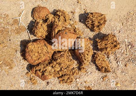 Excréments d'éléphants dans le lit sec du fleuve Ugab, Damaraland, Namibie Banque D'Images