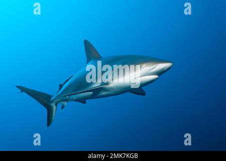 Requin de récif des Caraïbes (Carcharhinus perezi), baignade en mer ouverte, Jardines de la Reina, Mer des Caraïbes, République de Cuba, Mer des Caraïbes Banque D'Images